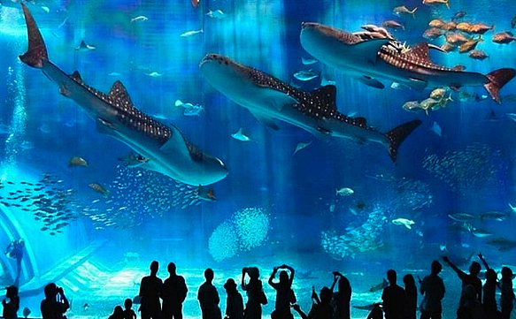 Hurghada, Great And Big Aquarium